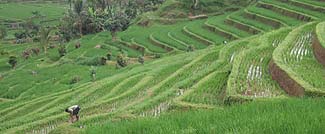 ジャティルイのライステラスの中を走ります