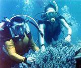 ただ今ダイビング中