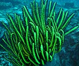 体験ダイビング