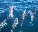 ドルフィンウォッチング