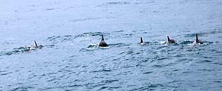 ドルフィンウォッチング