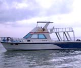 ドルフィンウォッチング