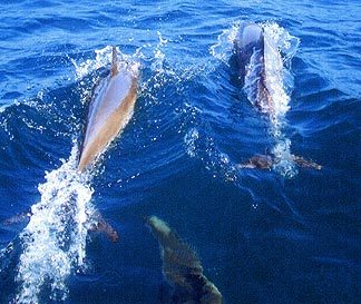 ドルフィンウォッチング