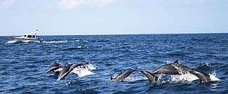 ドルフィンウォッチング