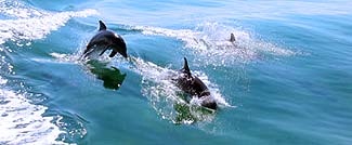 こんなイルカに出あいましょう！