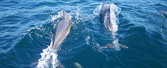 ドルフィンウォッチング