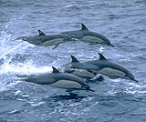ドルフィンウォッチング