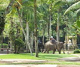 タロ村エレファントサファリ