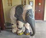 タロ村エレファントサファリ～サファリ内の様子