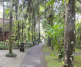 タロ村エレファントサファリ～サファリ内の様子