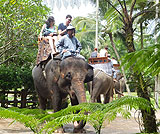 タロ村エレファントサファリ～エレファントライド
