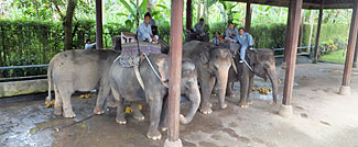 タロ村エレファントサファリ～サファリ内の様子