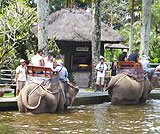 タロ村エレファントサファリ～エレファントライド