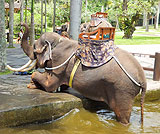 タロ村エレファントサファリ～象さん