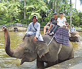 タロ村エレファントサファリ～エレファントライド