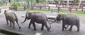 タロ村エレファントサファリ～象さんのショー