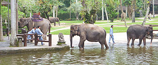 タロ村エレファントサファリ～象さん