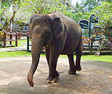 タロ村エレファントサファリ～象さん