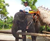 象使いにとってもなついています