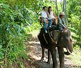 ジャングルのお散歩！