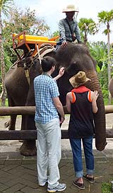 象さんを触れます