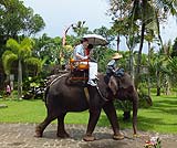 象さんとお散歩