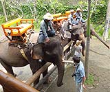 とっても大人しい象さんたちです