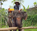 可愛い象さんです