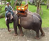 スマトラからやってきた象さんです