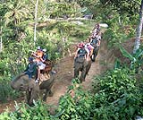 森の中を象さんに乗ってお散歩です