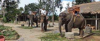 エレファントキャンプ内の様子