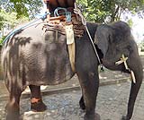 エレファントキャンプ