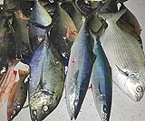 レンボンガン島でフィッシングフィッシング