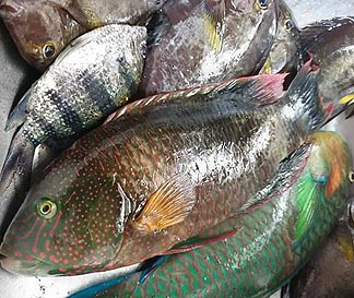 レンボンガン島でフィッシング