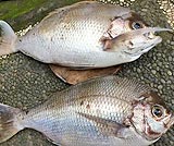 レンボンガン島でフィッシングフィッシング