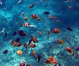 海の中の魚たち