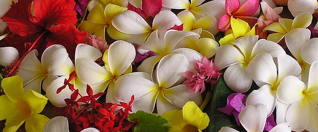 バリに咲く花をいっぱい集めてみました