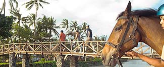 ホースライディング（乗馬）