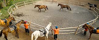 ホースライディング（乗馬）