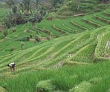 ジャティルイのライステラス