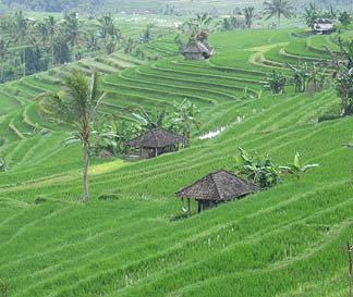 世界遺産ジャティルイのライステラス