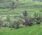 世界遺産ジャティルイのライステラス
