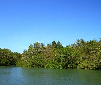 マングローブの林です