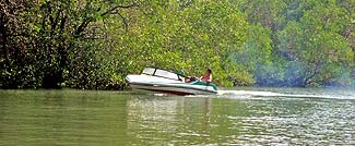 ビュ～ンとマングローブの林を抜けて・・・