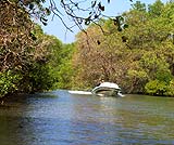 マングルーブの林をこえて・・・