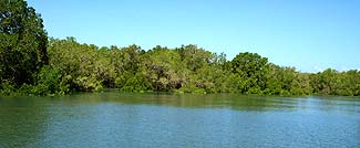 マングローブのジャングルが続きます