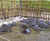 亀の島の一杯いる亀