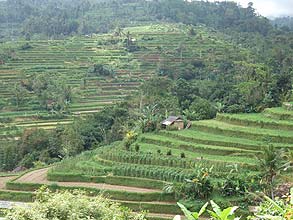 パチュンのライステラス