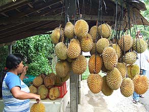 ボドゥグルまでの道で売られていたドリアン