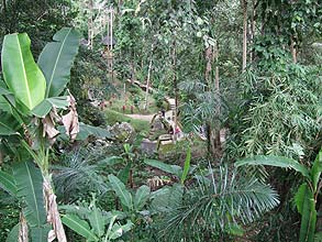 周りはまだジャングル